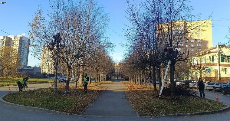 В Ижевске до конца осени обрежут более 3,5 тысяч деревьев