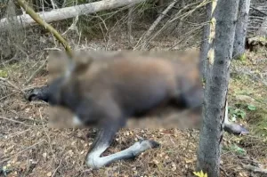 Житель Сарапульского района стал фигурантом дела об отстреле лося