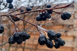 Похолодание до -5°С ожидается в Удмуртии на текущей неделе